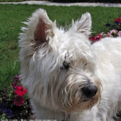 Photo de West highland white terrier