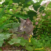 Photo de Chat domestique