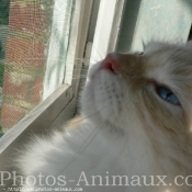 Photo de Ragdoll