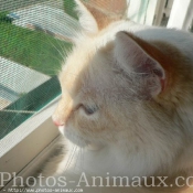 Photo de Ragdoll