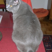 Photo de Chartreux