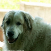 Photo de Chien de montagne des pyrnes