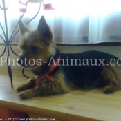 Photo de Yorkshire terrier