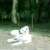 Photo de Chien de montagne des pyrnes