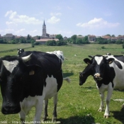 Photo de Vache