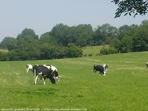 Photo de Vache