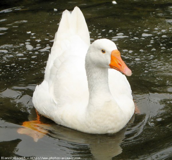 Photo de Canard