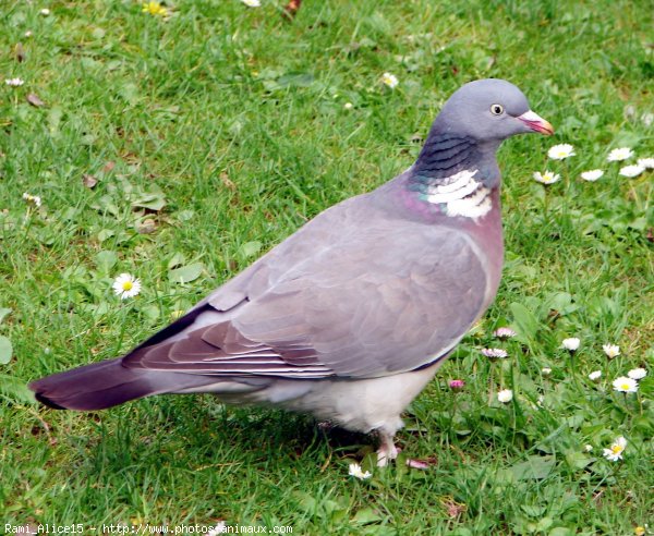 Photo de Pigeon