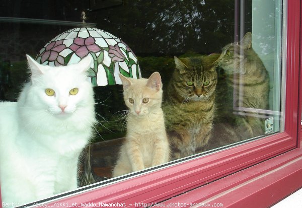 Photo de Chat domestique