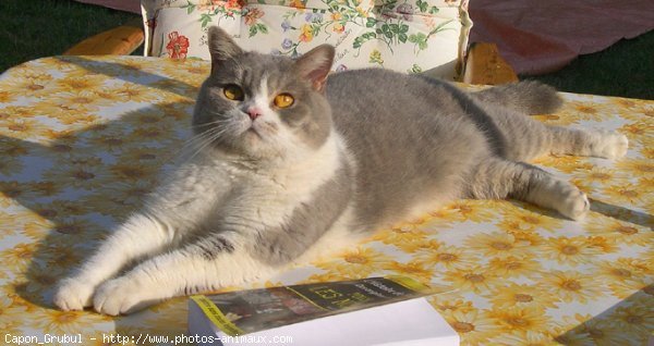 Photo de British shorthair