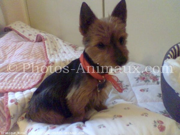 Photo de Yorkshire terrier