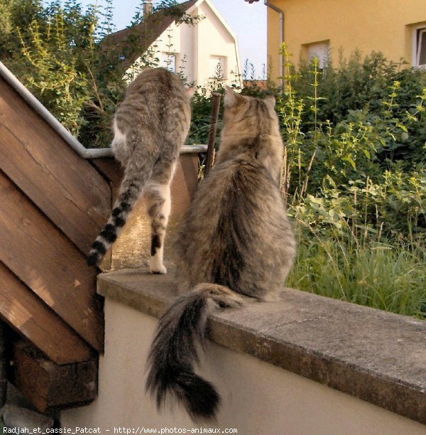 Photo de Chat domestique