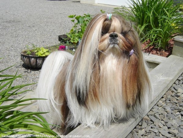 Photo de Shih tzu