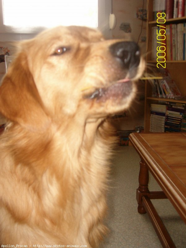 Photo de Golden retriever