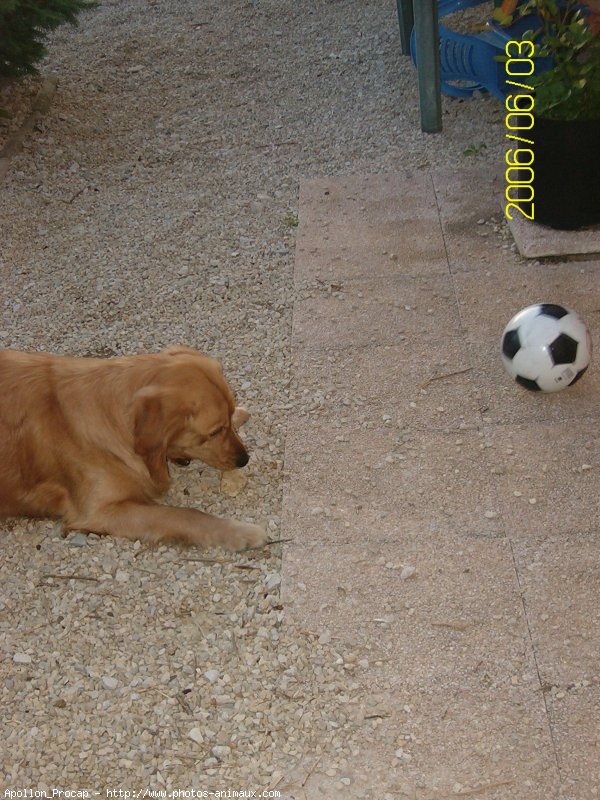 Photo de Golden retriever