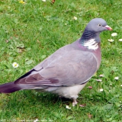 Photo de Pigeon