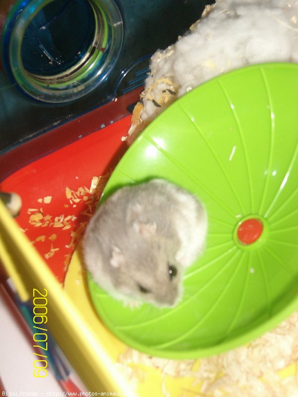 Photo de Hamster