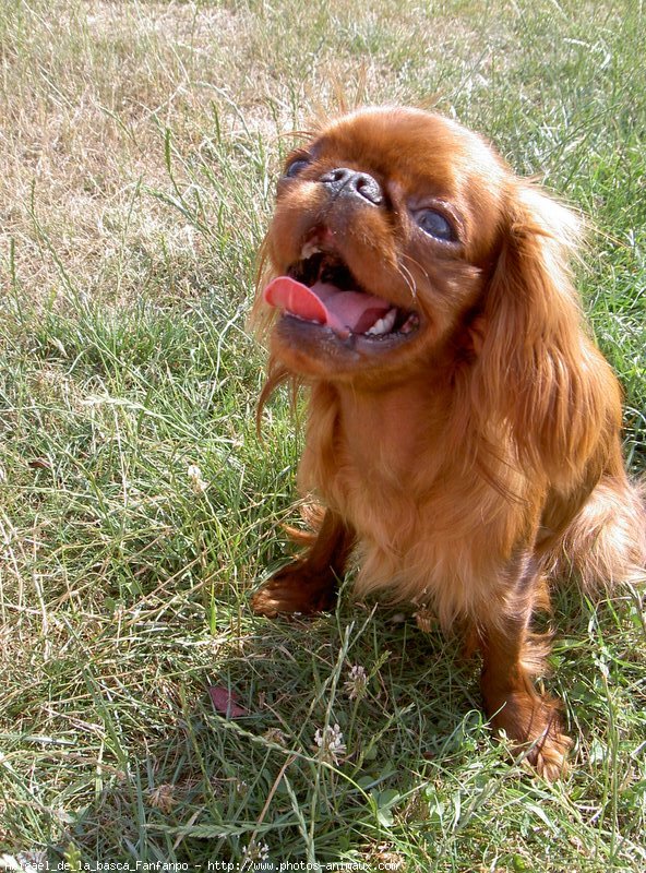 Photo de King charles spaniel