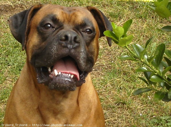 Photo de Boxer