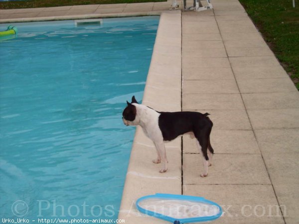 Photo de Boston terrier