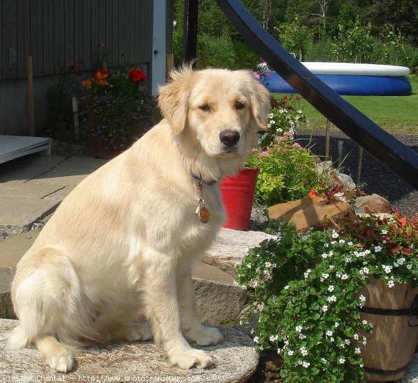 Photo de Golden retriever