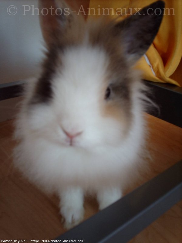 Photo de Lapin