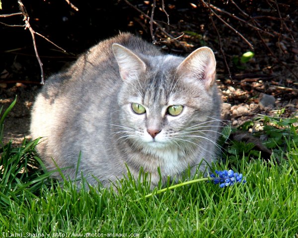 Photo de Chat domestique