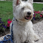 Photo de West highland white terrier