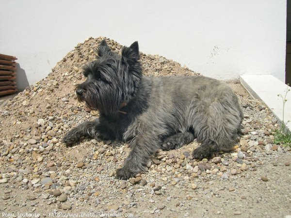 Photo de Cairn terrier