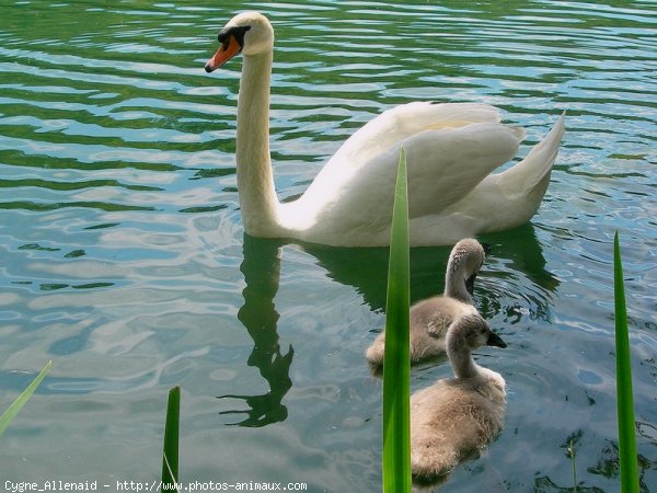 Photo de Cygne