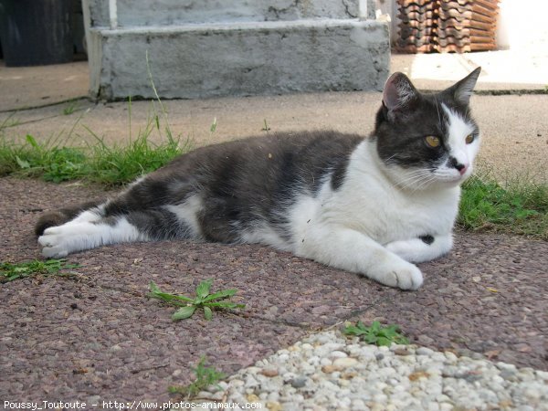 Photo de Chat domestique