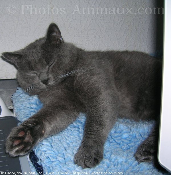 Photo de Chartreux