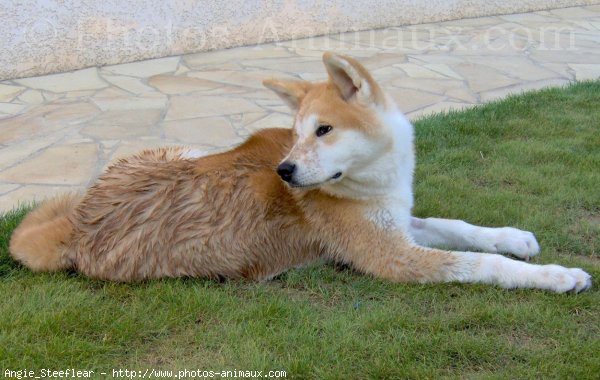 Photo d'Akita inu