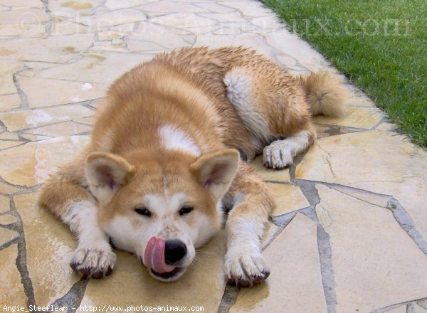 Photo d'Akita inu