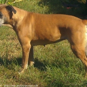 Photo de Boxer