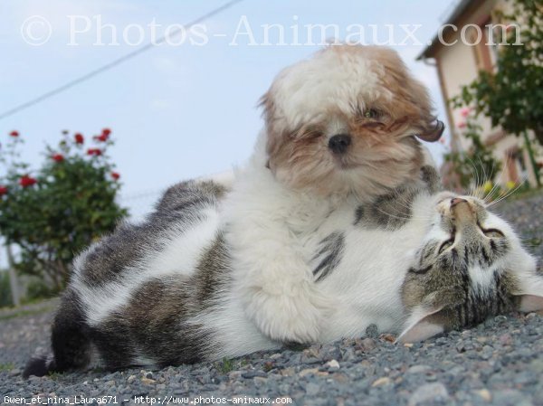 Photo de Shih tzu