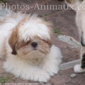 Photo de Shih tzu