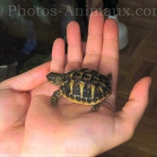 Photo de Tortue