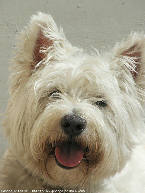 Photo de West highland white terrier