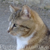 Photo de Chat domestique