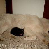 Photo de Berger blanc suisse