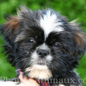 Photo de Shih tzu