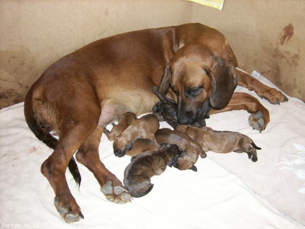 Photo de Chien de recherche au sang de hanovre