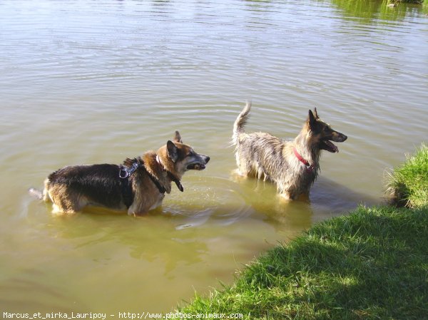 Photo de Berger allemand  poil court