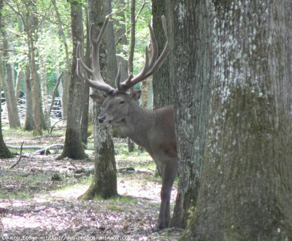 Photo de Cerf