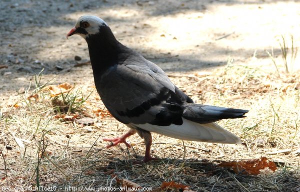 Photo de Pigeon