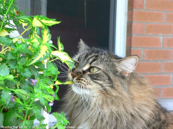 Photo de Chat domestique