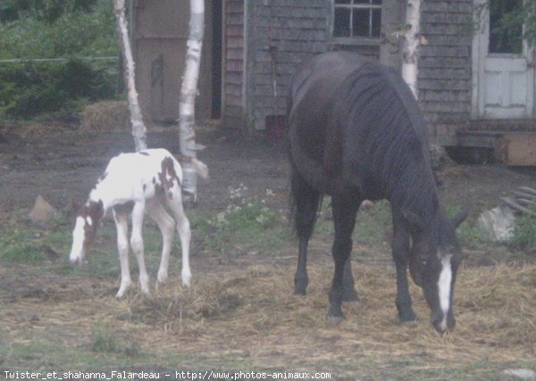 Photo de Races diffrentes