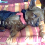 Photo de Yorkshire terrier