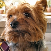 Photo de Yorkshire terrier